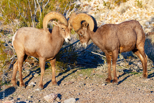 Desert Big Horn Sheep Rams