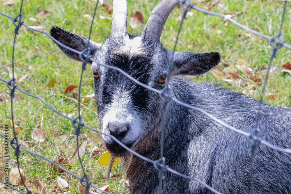 A gray goat is looking at the camera