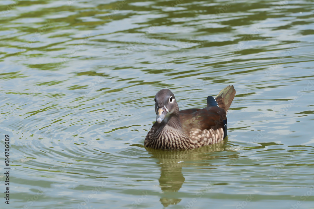 Fototapeta premium Close up of teal in the pool