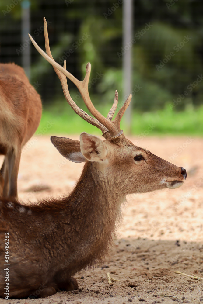 Close up head of spotted deer sitting on the floor Close up head of spotted deer sitting on the floor
