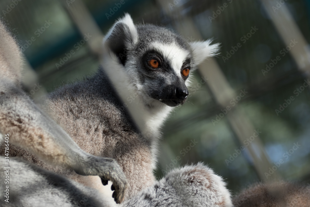 Obraz premium lemur
