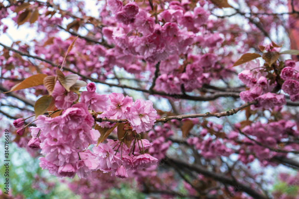 spring blurred background blooming pink sakura