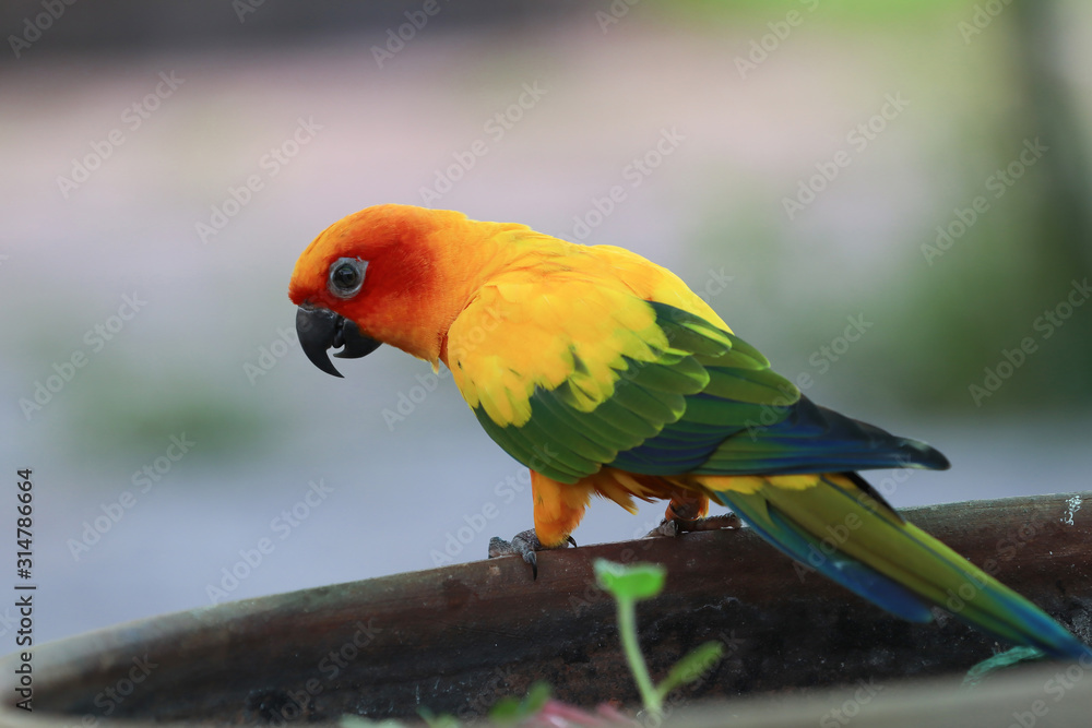 Sun Conure parrot bird on the branch