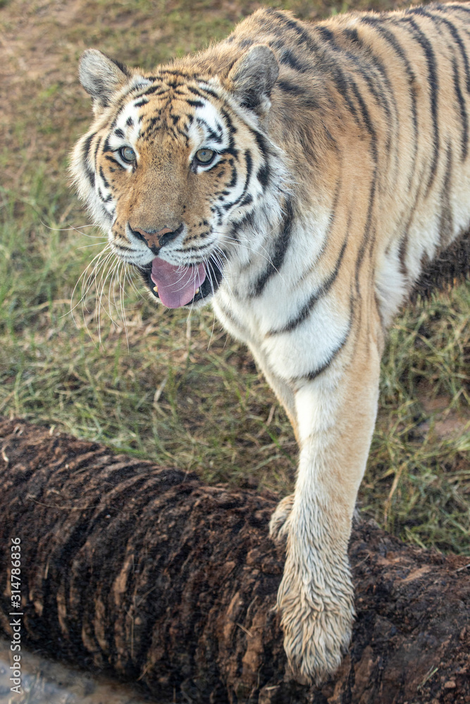 Fototapeta premium Tiger