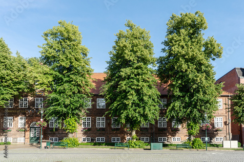 tree linden and houses on the street in summer