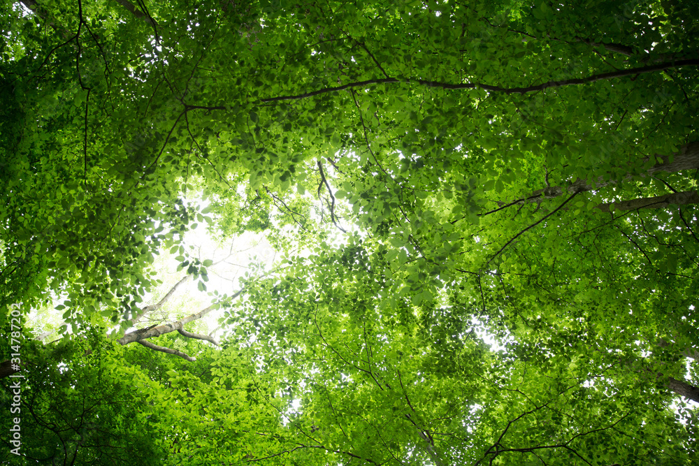 Green tree leaves in canopy