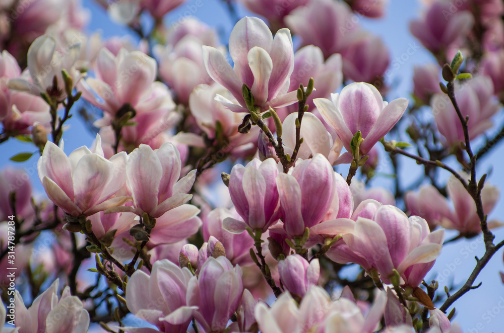 blossoming pink magnolia in spring