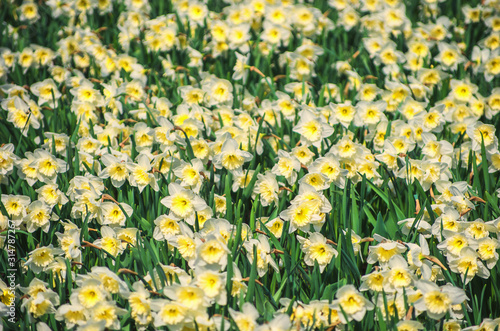 Fototapeta Naklejka Na Ścianę i Meble -  spring background blooming yellow daffodils