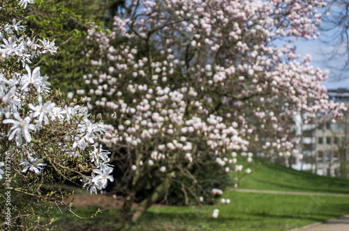 magnolia flowers in spring blurred