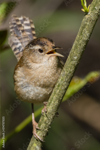 Marsh Wren (Cistothorus palustris). Finley National Wildlife Refuge, Oregon. photo