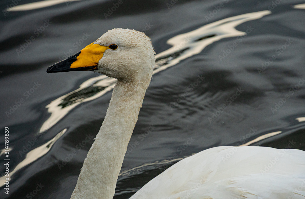Obraz premium swan on the lake in Reykjavik Iceland