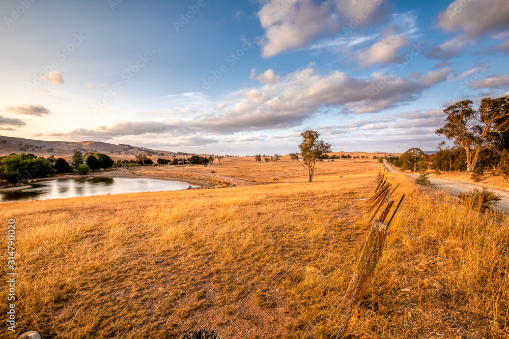 Sheep paddock in the Australian countryside - obrazy, fototapety, plakaty 