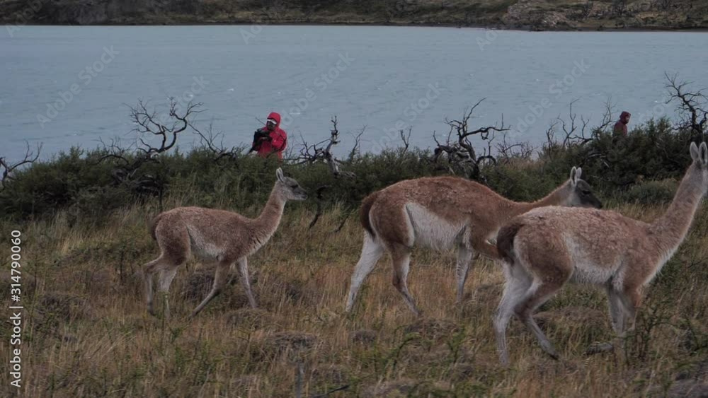 Guanacos seen grazing in Torres del Paine National Park, Chilean Patagonia. Unidentified photographer in background, facially unrecognizable. Guanacos seen grazing in Torres del Paine National Park, Chilean Patagonia. Unidentified photographer in background, facially unrecognizable.