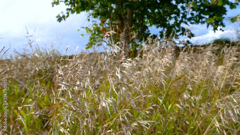 25884_The_brown_leaves_of_the_Urtica_dioica_plant.mov 25884_The_brown_leaves_of_the_Urtica_dioica_plant.mov