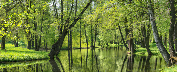 summer landscape, pond and green trees in the park.