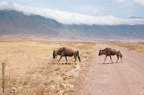 Wildebeest on Ngorongoro Conservation Area crater  Tanzania