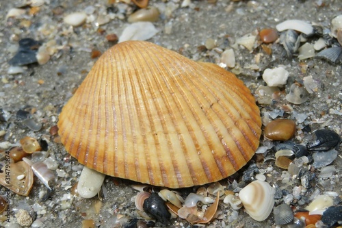 Orange seashell on the beach in Atlantic coast of North Florida