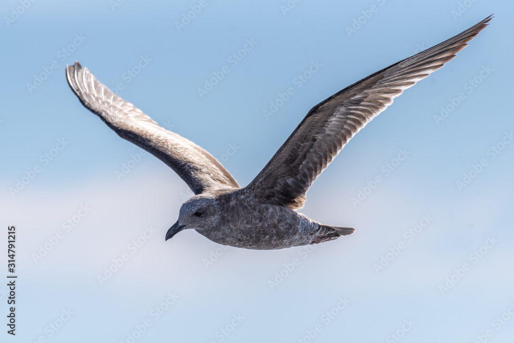 Obraz premium California grey Seagull has wings spread wide as he soars over the ocean water near the coast of Southern California.