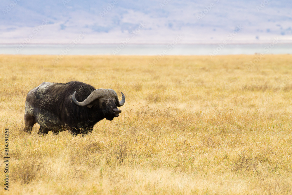 African buffalo close up. Ngorongoro Conservation Area crater, Tanzania