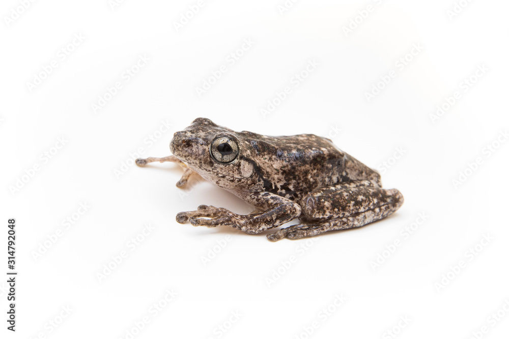 Fototapeta premium Freycinet's Frog, Australia