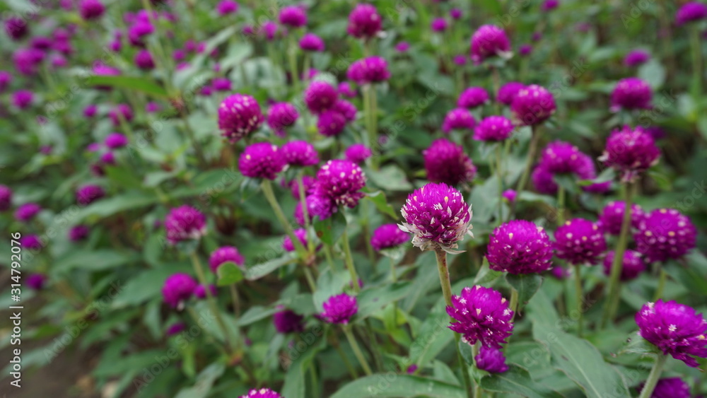 The little flowers in the garden are beautiful purple The little flowers in the garden are beautiful purple