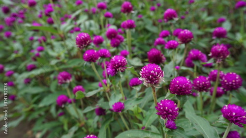 The little flowers in the garden are beautiful purple