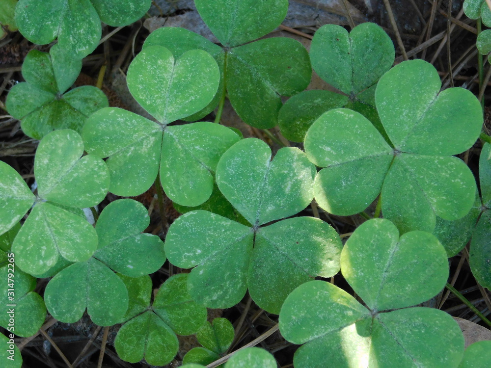 Clover Clover