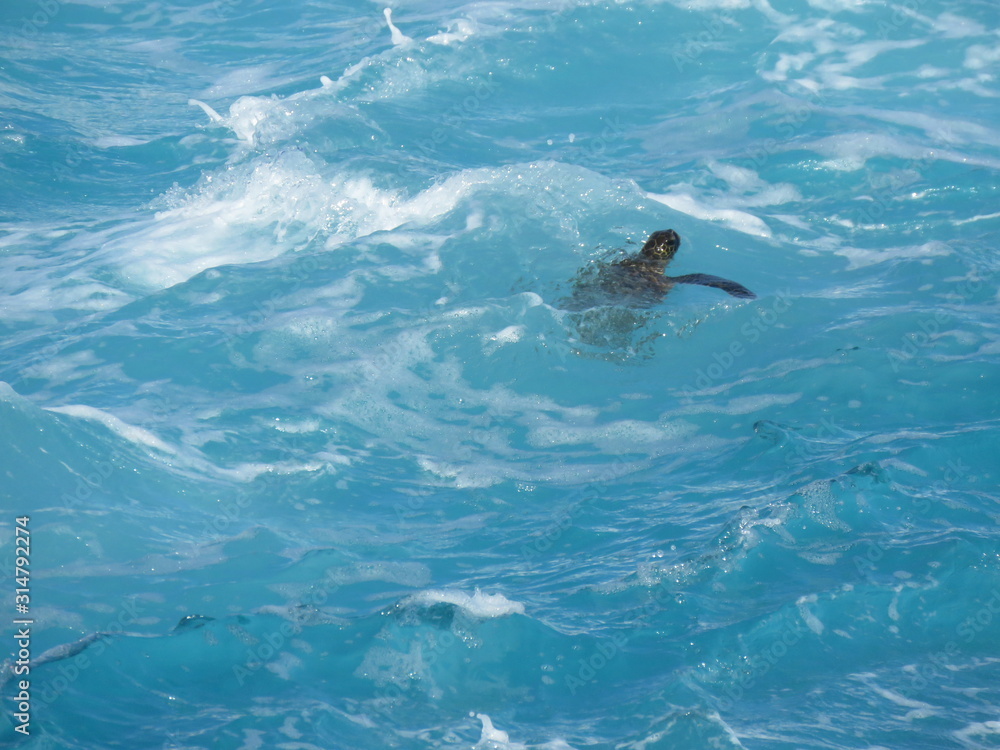 Naklejka premium water, sea, ocean, blue, dolphin, underwater, swimming, nature, pool, animal, fish, swim, mammal, wave, marine, surface, waves, dolphins, deep, beach, aquatic, summer, diving, shark, wildlife