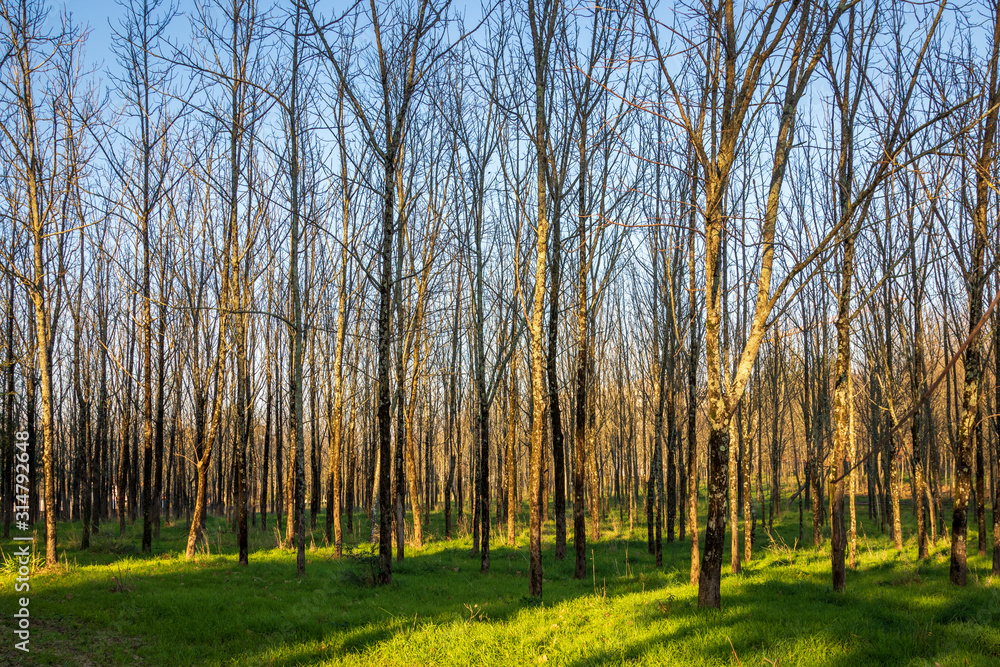 Forest with trees in autumn, sunbeams through the trees at sunset, bright green grass and blue sky. 