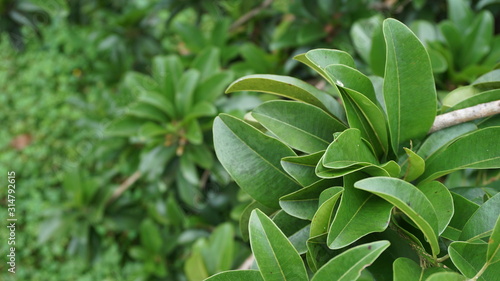 Brown fruit in beautiful green sapodilla leaves in the gardenthe garden