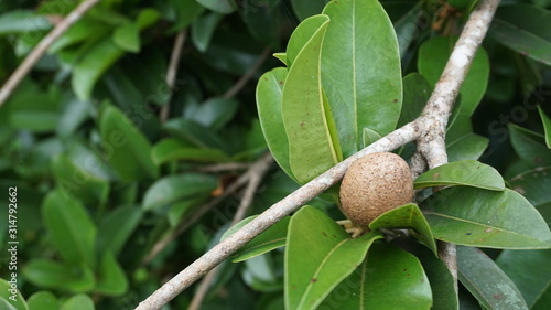 brown fruit in the garden
