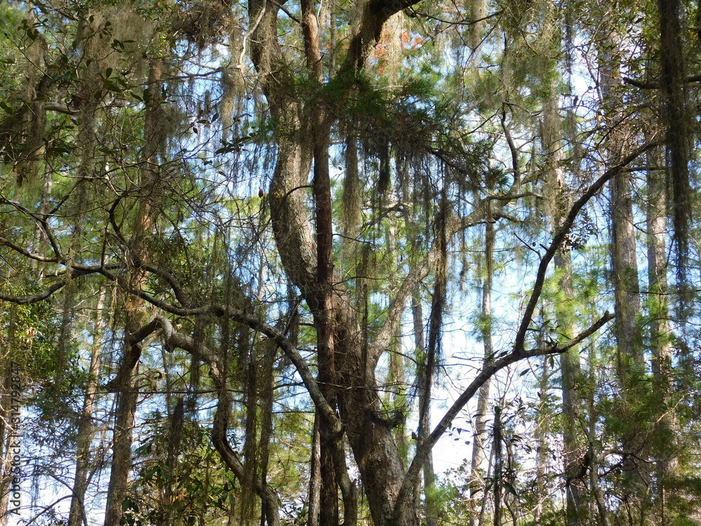 Obraz premium Southern Forest 2