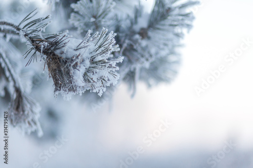 frozen coniferous branches in white hoarfrost against the background of a winter forest in the backlight of the rising sun