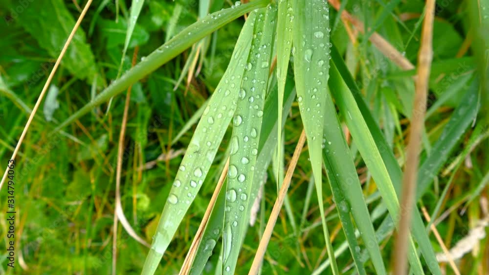 25887_The_water_mist_on_top_of_the_green_leaves.mov 25887_The_water_mist_on_top_of_the_green_leaves.mov