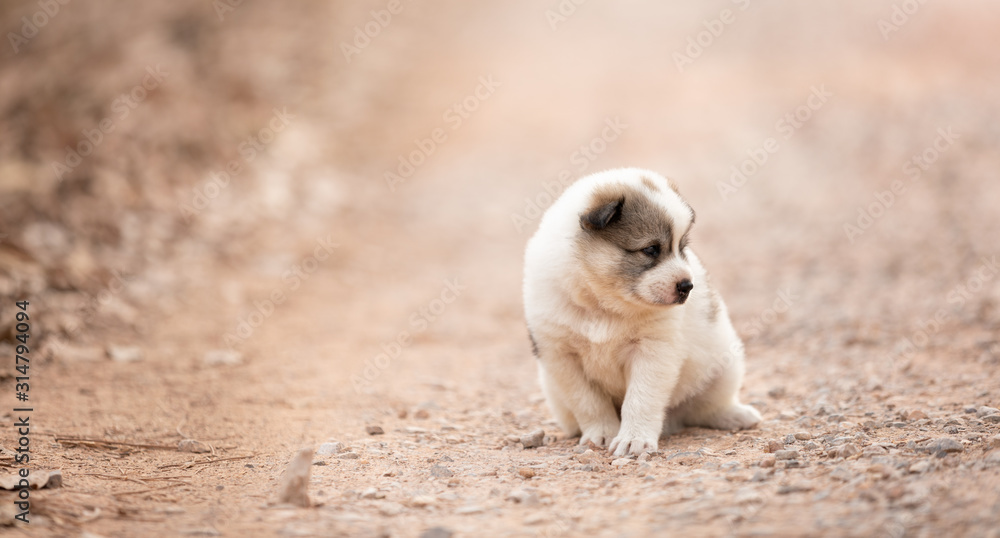 Puppy dog lying on the grass Puppy dog lying on the grass