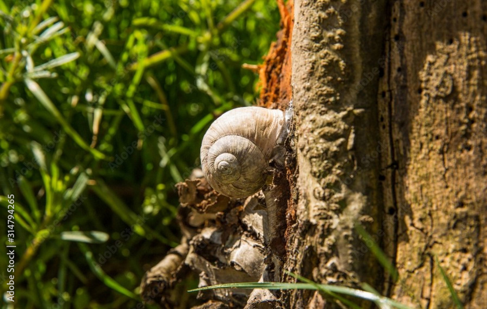 Obraz premium weinbergschnecke