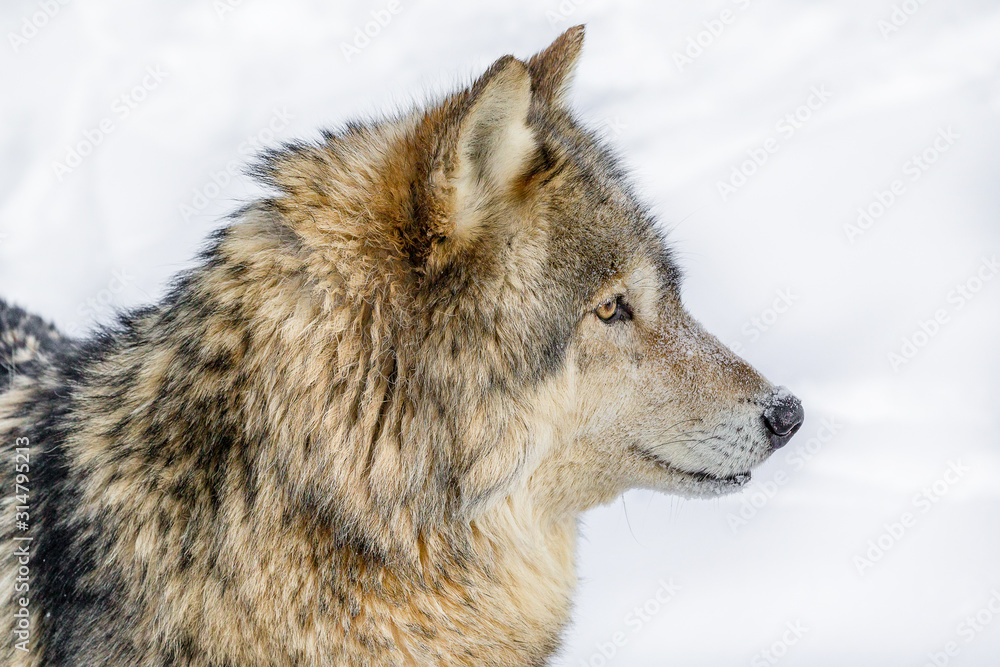 portrait of a wolf