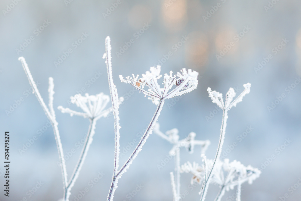 white dry grass frozen in hoarfrost in winter against the background of a winter forest at dawn in the backlight white dry grass frozen in hoarfrost in winter against the background of a winter forest at dawn in the backlight
