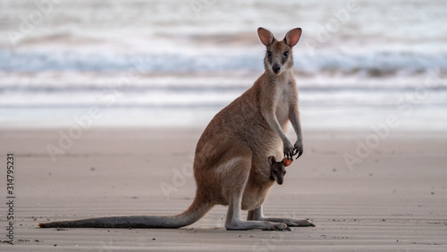 Wallaby with baby on the beach photo