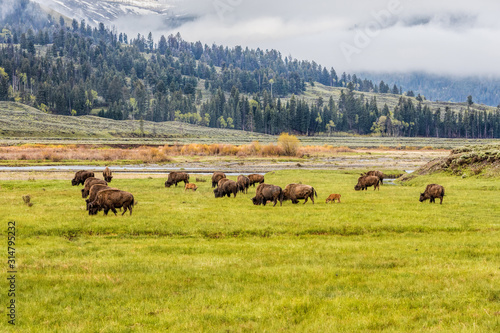 Herd of Bison grazing in a field