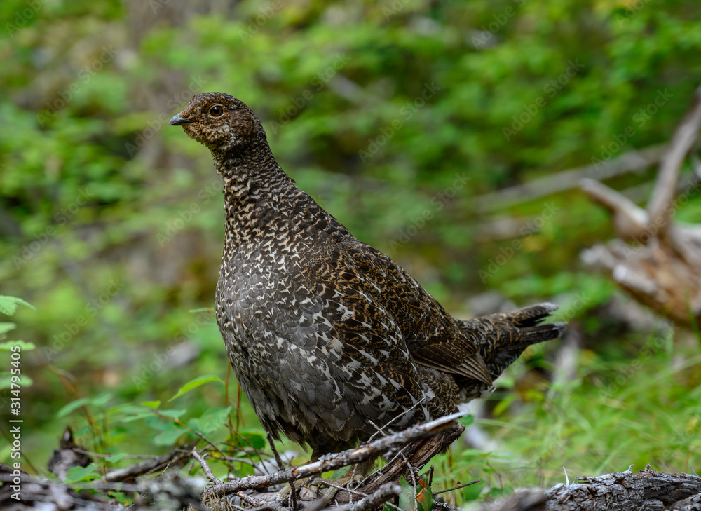 Profile of Wild Grouse in Woods Profile of Wild Grouse in Woods
