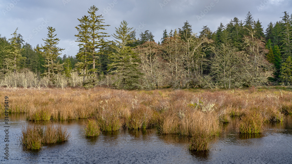 Lagoon In Western Washington State USA Lagoon In Western Washington State USA
