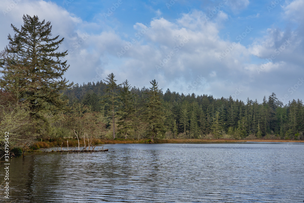 Fototapeta premium Oceanside Lake With Evergreen Trees