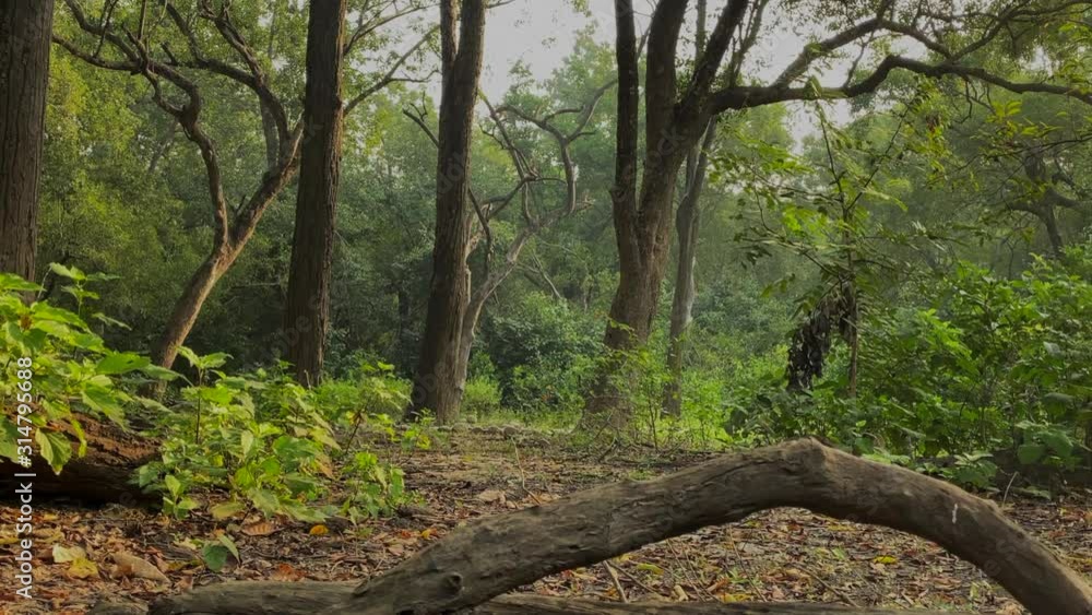 Camera panning in steady cam slow motion in a dense rain forest Camera panning in steady cam slow motion in a dense rain forest