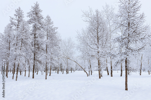 Winter landscape - Tilted falling tree in a winter park