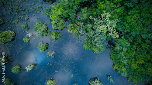 Jungle wetlands wilderness from helicopter