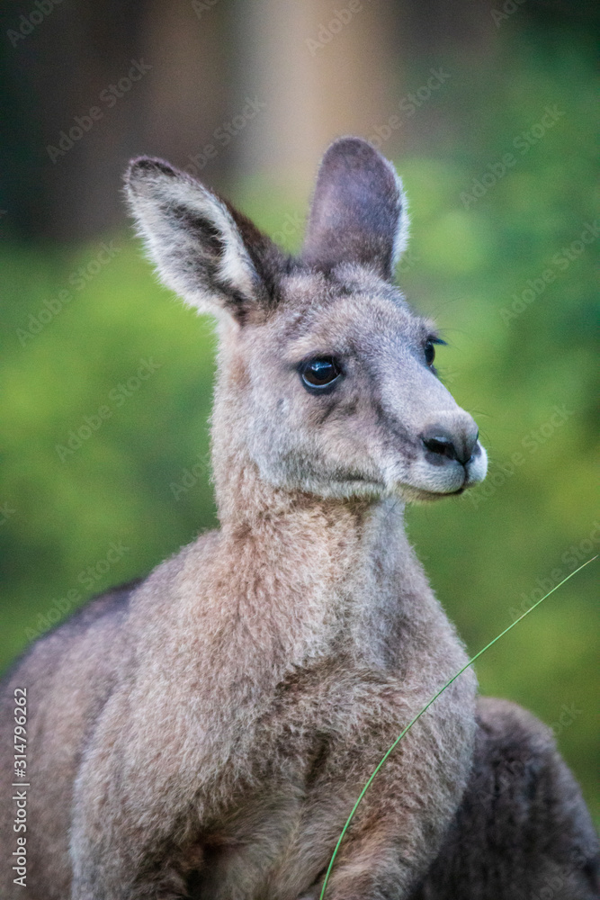 Kanagroo, Close up, Kennett River