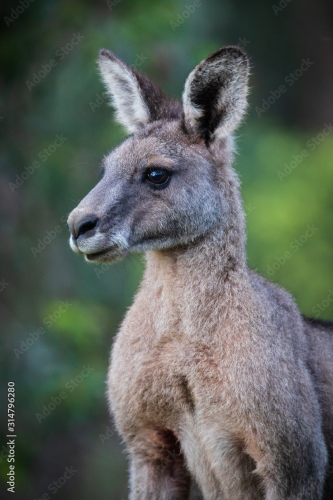 Kanagroo, Close up, Kennett River