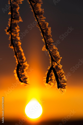 Fototapeta Naklejka Na Ścianę i Meble -  Birch trees in hoarfrost in the rays of the rising sun.