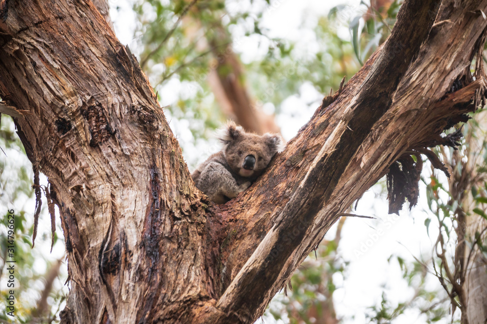 Koala, Great Otway National Park Koala, Great Otway National Park